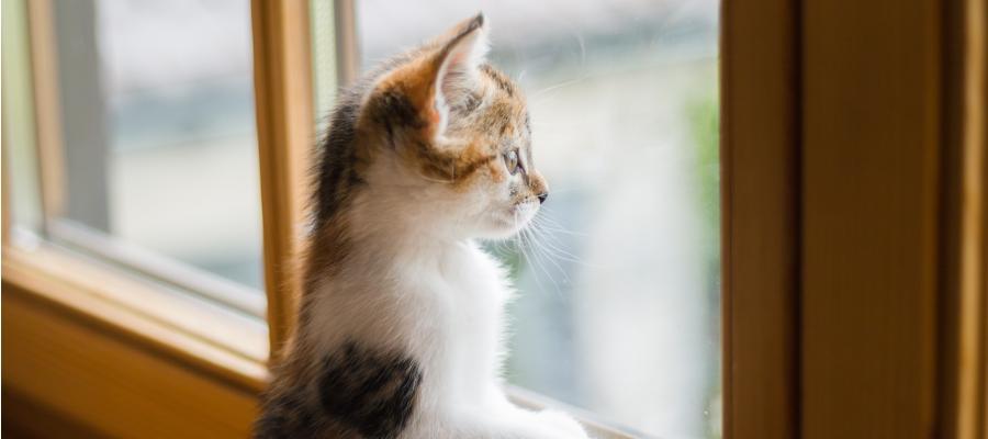 Das Bild zeigt das Beitragsbild 1 zum Thema: Katzenklingel